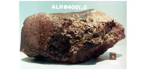 Рис. 2. Марсианский метеорит ALH 84001 — возможный переносчик жизни с Марса на Землю. Фото с сайта ru.wikipedia.org