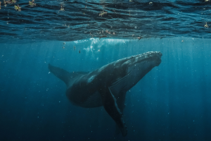 Северный гладкий кит