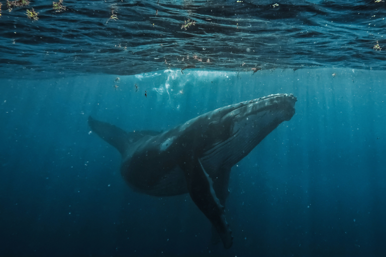 Северный гладкий кит