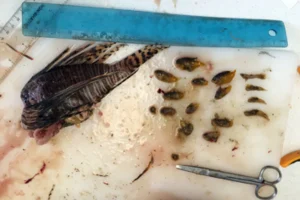 Из желудка крылатки длиной около 23 см было извлечено 15 рыб. Фото: FGBNMS/Г. Дриннен