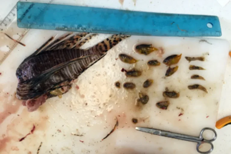 Из желудка крылатки длиной около 23 см было извлечено 15 рыб. Фото: FGBNMS/Г. Дриннен