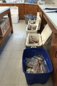 317 крылаток, размороженных в ваннах и холодильниках для обработки в сентябре 2015 года после первого отлова крылаток 