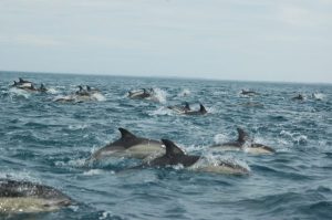 Будущее морской маммологии: как меняются навыки и профессии