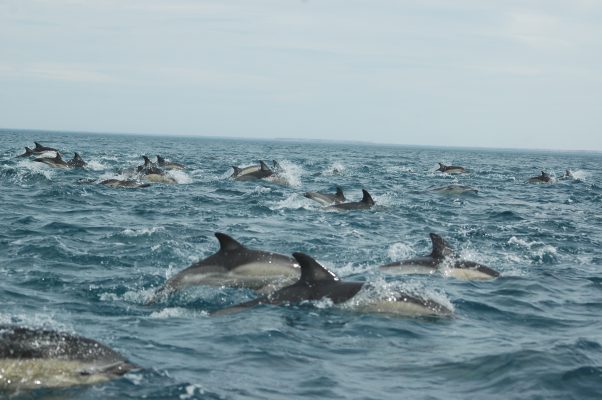 Будущее морской маммологии: как меняются навыки и профессии