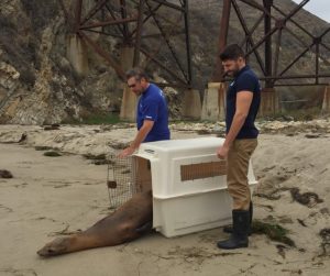 Спасение животных