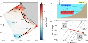 Процессы, влияющие на карбонатную химию в системе Калифорнийского течения (СКТ) на протяжении XX века.