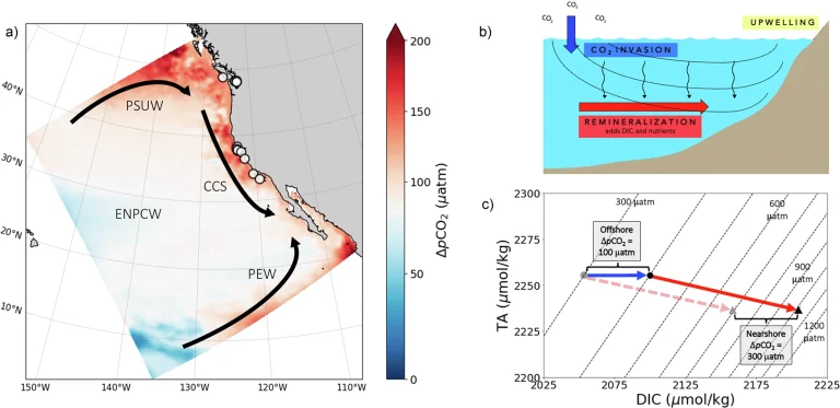 Процессы, влияющие на карбонатную химию в системе Калифорнийского течения (СКТ) на протяжении XX века.