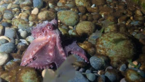 Патагонский красный осьминог