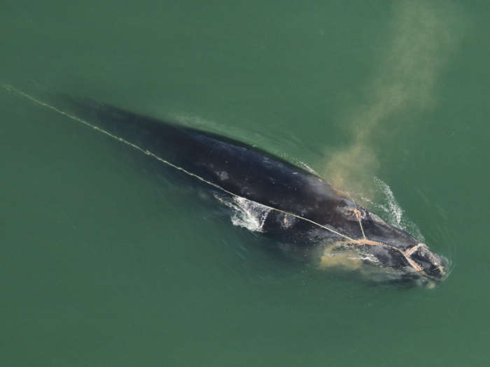 Североатлантический гладкий кит «Дивизион» (Каталог №5217), запутавшийся в рыболовных снастях у острова Джекилл (Джорджия). Фотография сделана 3 декабря 2025 года. Аэросъемочная группа обнаружила североатлантического гладкого кита «Дивизион» (Каталог №5217) в запутанном состоянии у побережья острова Джекилл, Джорджия, 3 декабря 2025 года. ФОТО: Комиссия по охране рыб и дикой природы Флориды (FWC). Съемка проведена по разрешению NOAA №24359. Аэрофотосъемка финансировалась Береговой охраной США (USCG), ВМС США, Инженерными войсками армии США (USACE) и NOAA Fisheries.