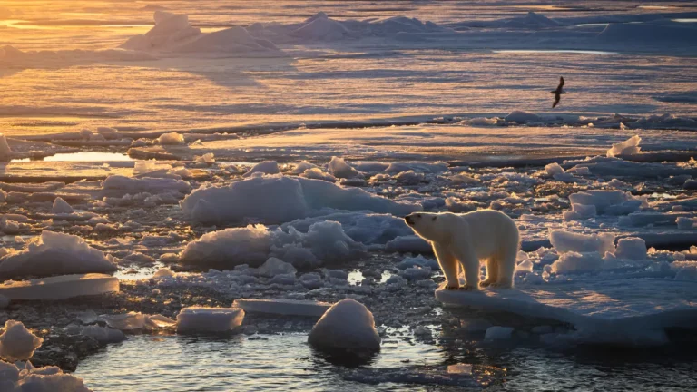 Морской лед является критически важным охотничьим угодьем для белых медведей, но в Арктике он исчезает. Обычно это приводит к тому, что медведи теряют жир (ключевой индикатор здоровья), однако такие особи, как этот медведь на острове Шпицберген, не следуют общей тенденции. Трине Лизе Свиггум Хельгеруд / Норвежский полярный институт