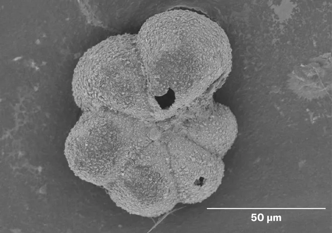 Сканирующая электронная микрофотография Parvularugoglobigerina eugubina — вида-маркера восстановления жизни после удара Чиксулуб. Крис Лоури