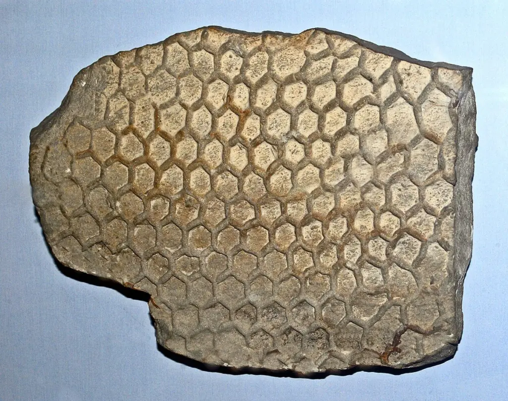 Этот палеодиктион найден у реки Фьюме Савио в Италии. Фото: Hectonichus/Wikimedia Commons, CC BY-SA 4.0.