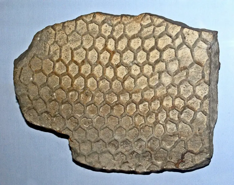 Этот палеодиктион найден у реки Фьюме Савио в Италии. Фото: Hectonichus/Wikimedia Commons, CC BY-SA 4.0.
