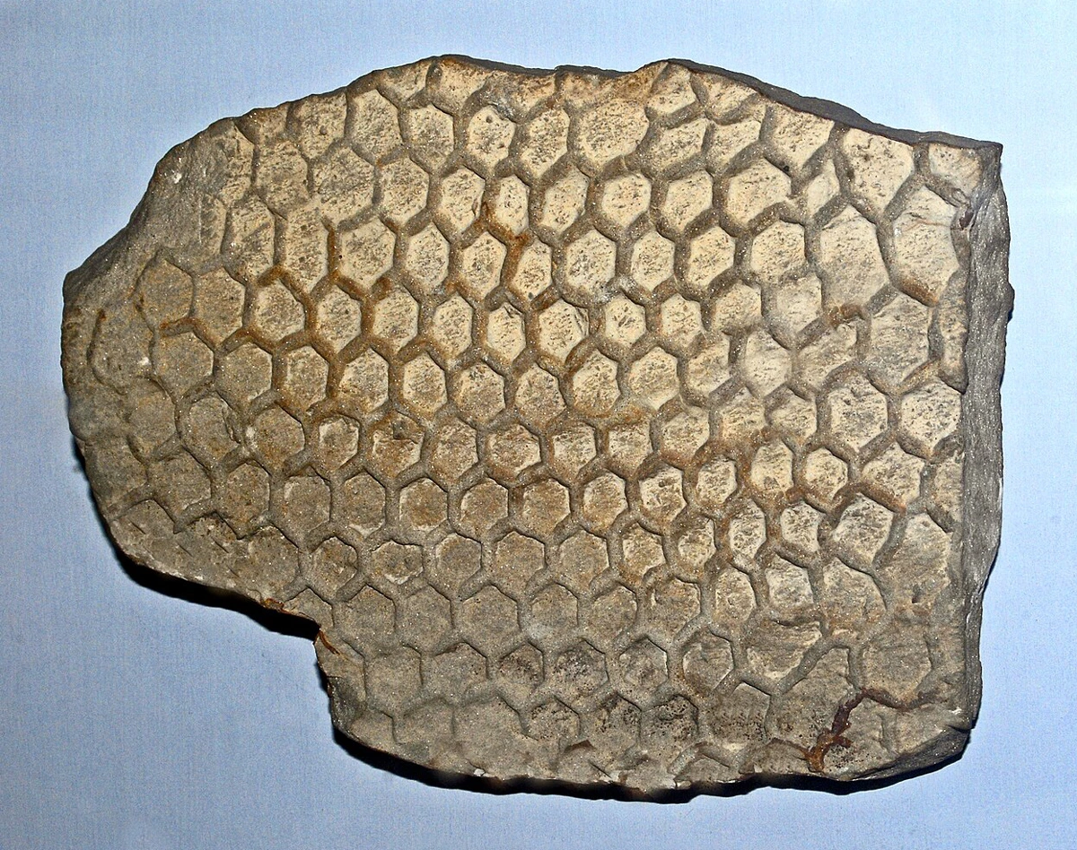 Этот палеодиктион найден у реки Фьюме Савио в Италии. Фото: Hectonichus/Wikimedia Commons, CC BY-SA 4.0.